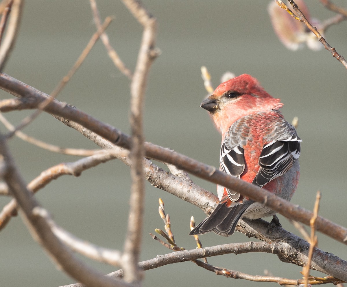 Pine Grosbeak - Nick Ramsey