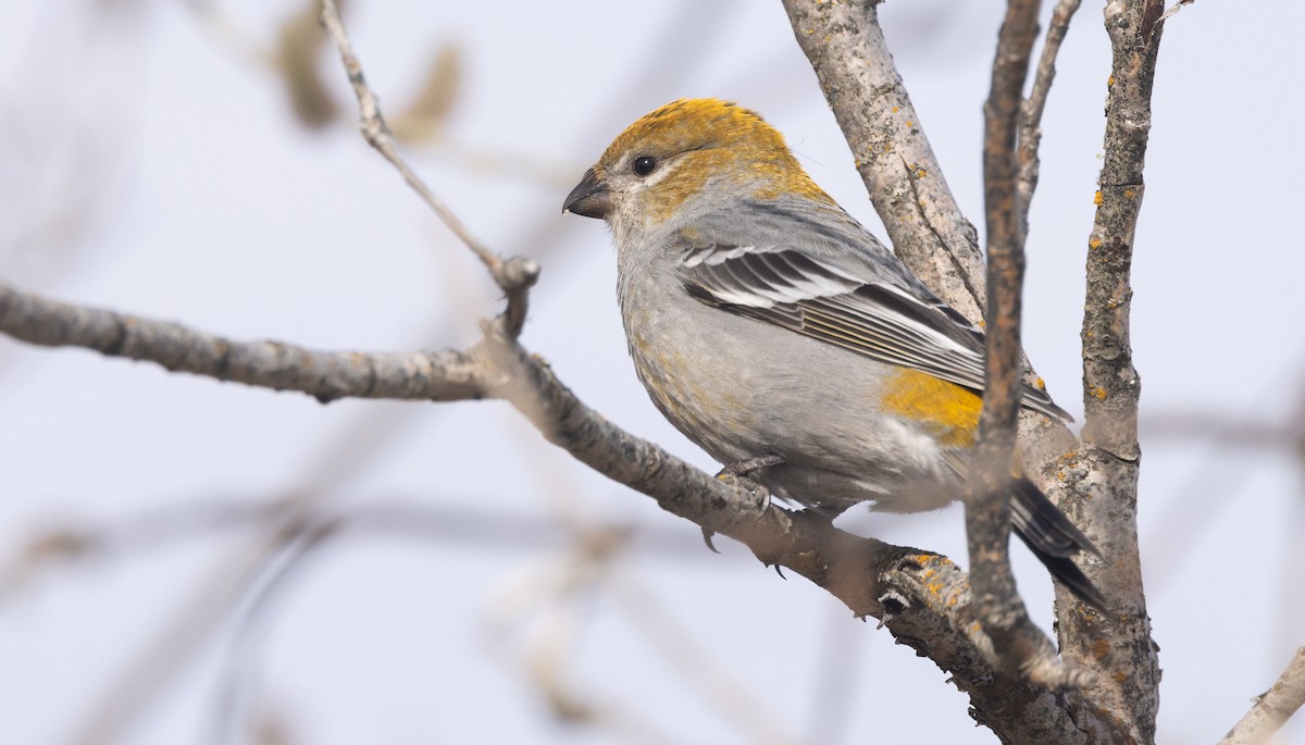 Pine Grosbeak - Nick Ramsey