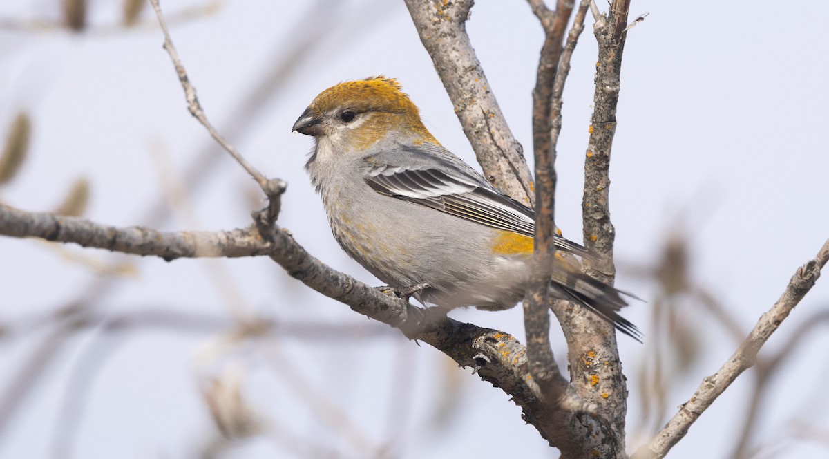 Pine Grosbeak - Nick Ramsey