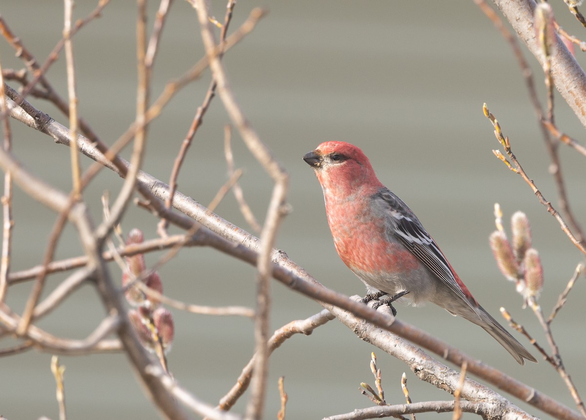 Pine Grosbeak - Nick Ramsey