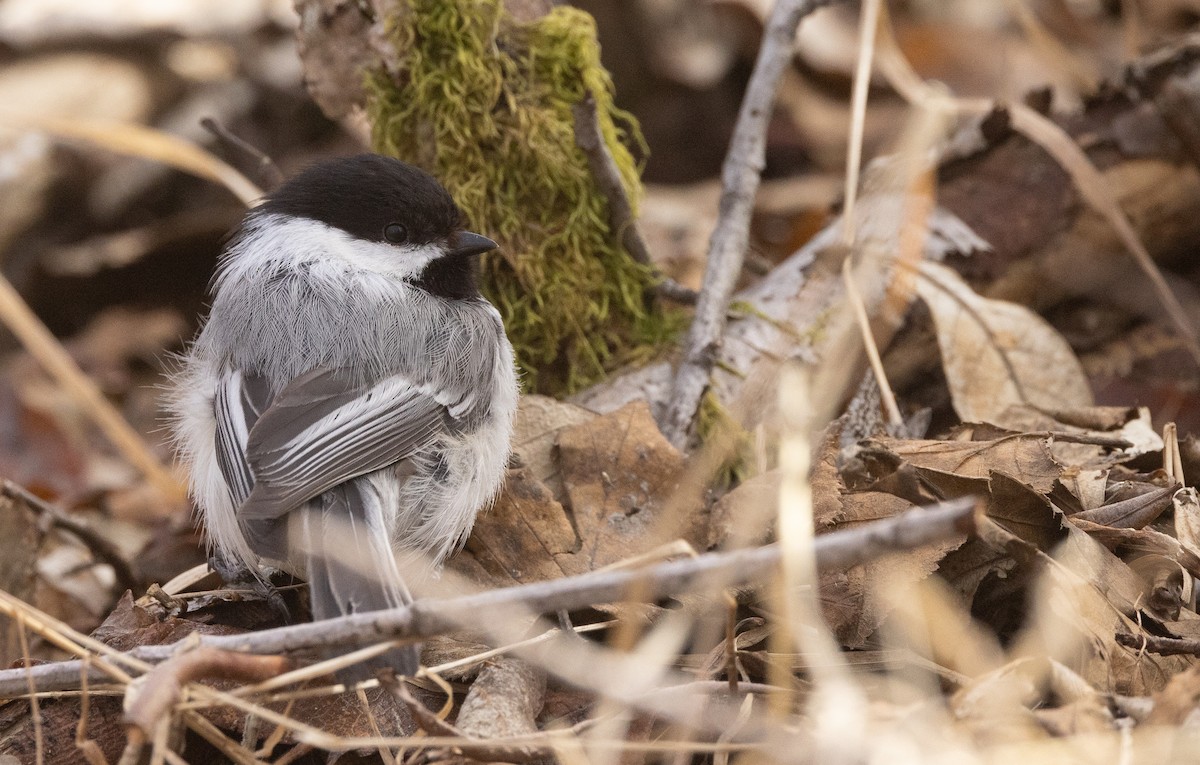 Black-capped Chickadee - Nick Ramsey