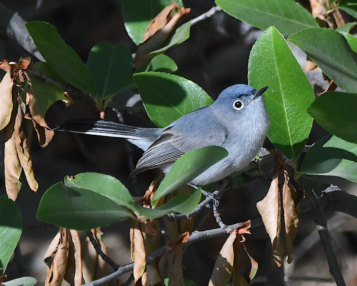 Blue-gray Gnatcatcher - Ted Wolff