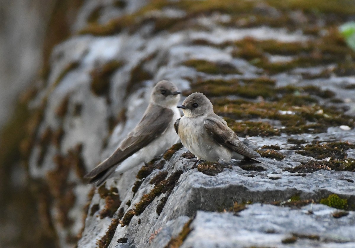Northern Rough-winged Swallow - Tim Schadel