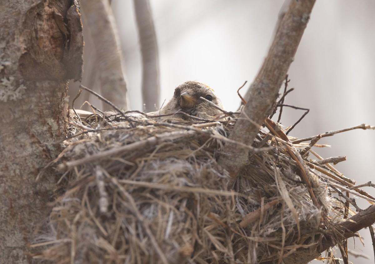 Redpoll (Hoary) - ML618911991