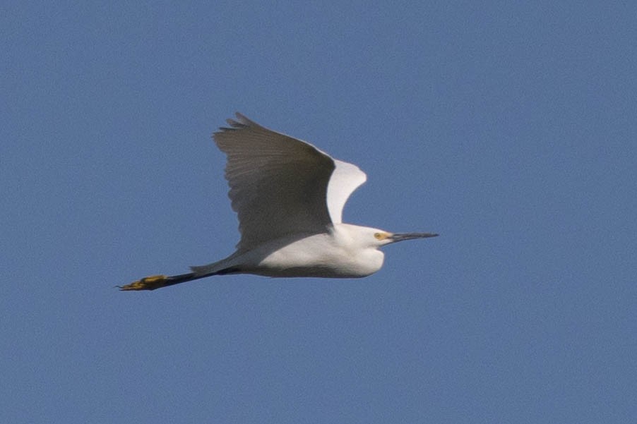 Snowy Egret - Kenny Younger