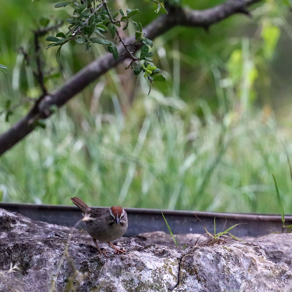 Rufous-crowned Sparrow - Sylvie Nadeau Gneckow