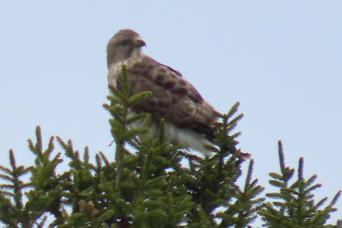 Broad-winged Hawk - ML618912010