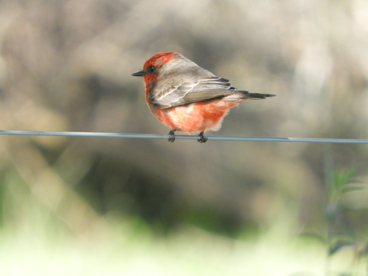 Vermilion Flycatcher - ML618912040