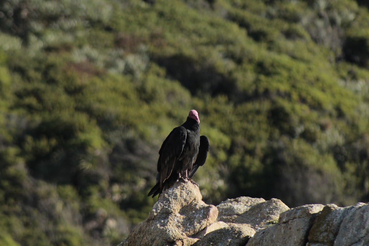 Turkey Vulture - Felipe Vidal Cid
