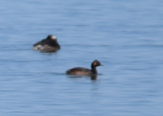 Horned Grebe - Annie Beckstrand