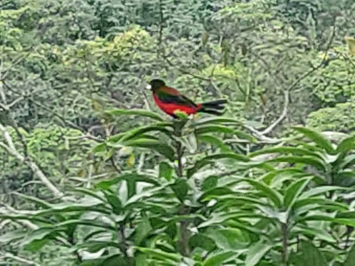 Crimson-backed Tanager - Jonnathan Guzmán