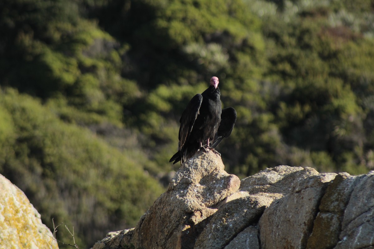 Turkey Vulture - ML618912080