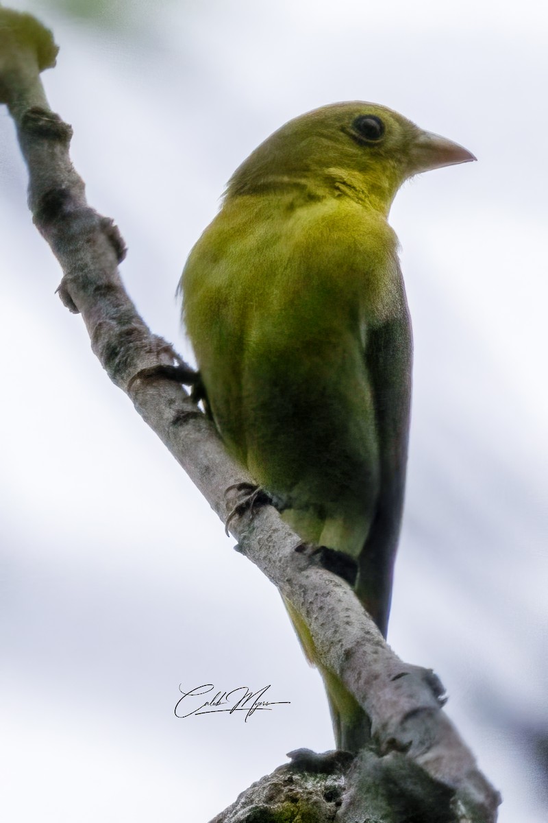 Scarlet Tanager - Caleb Myers