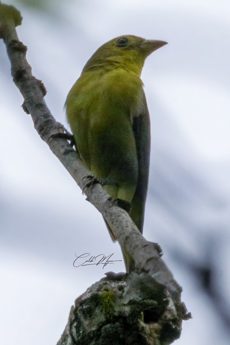 Scarlet Tanager - ML618912085