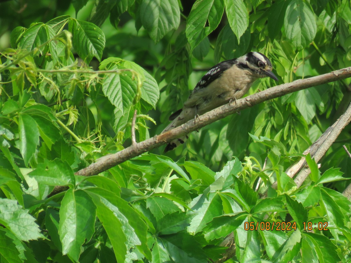 Downy Woodpecker - jack paul