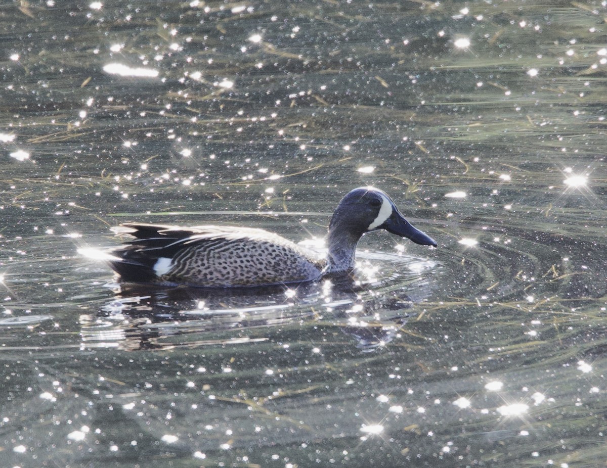 Blue-winged Teal - Sue Flecker