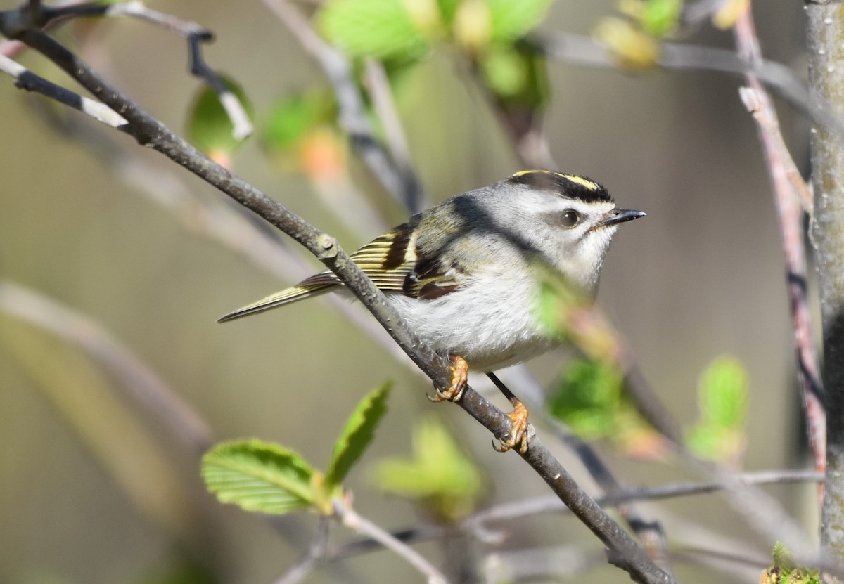 Golden-crowned Kinglet - Garry Waldram