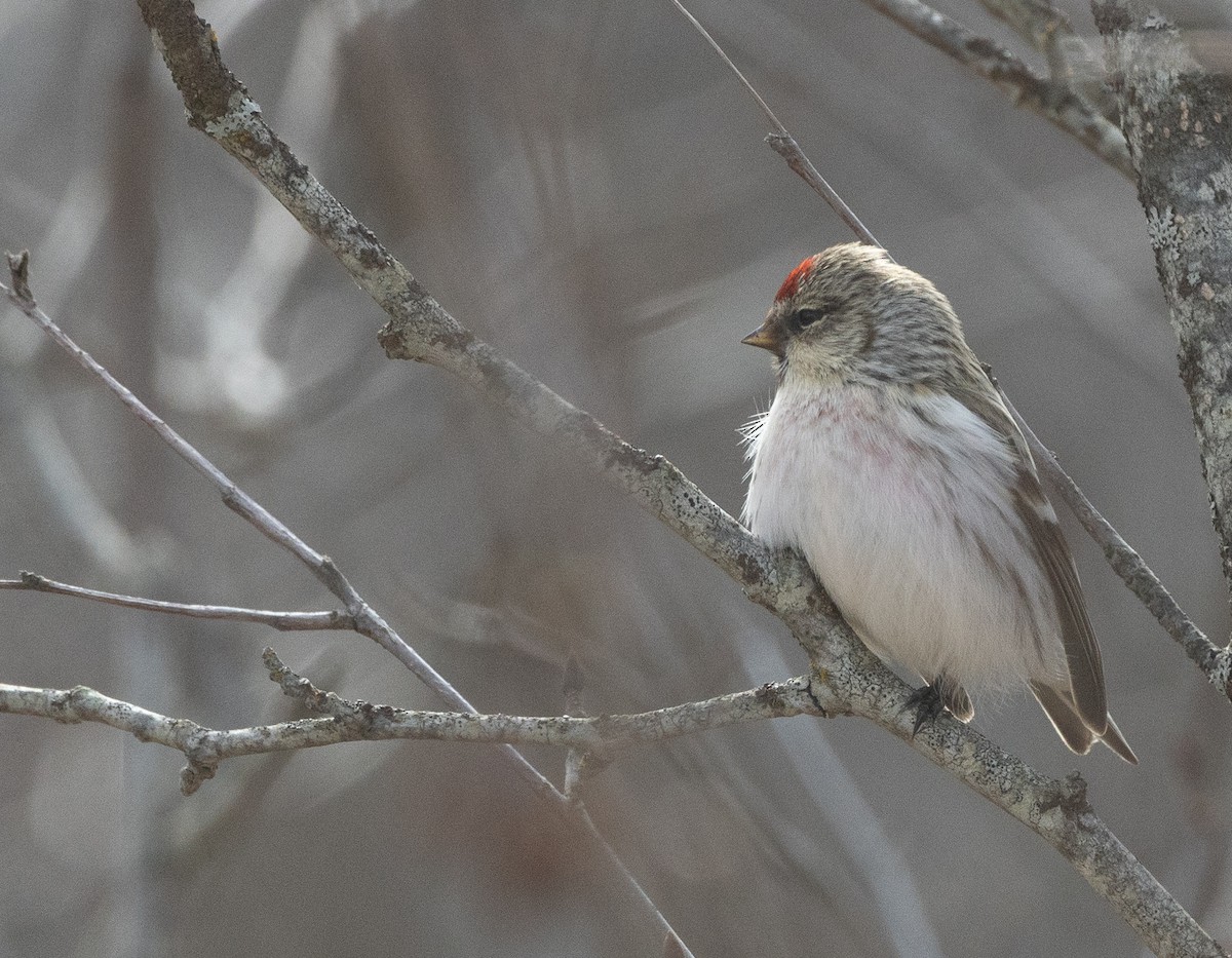 Hoary Redpoll - Nick Ramsey