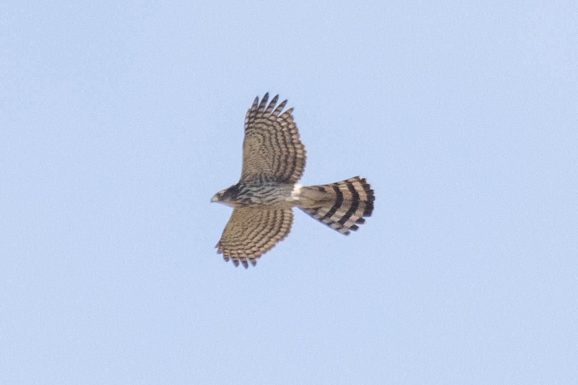 Cooper's Hawk - Kenny Younger