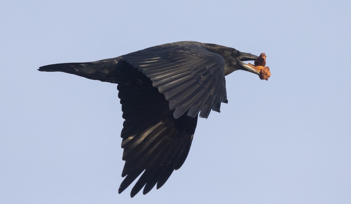 Common Raven - Nick Ramsey