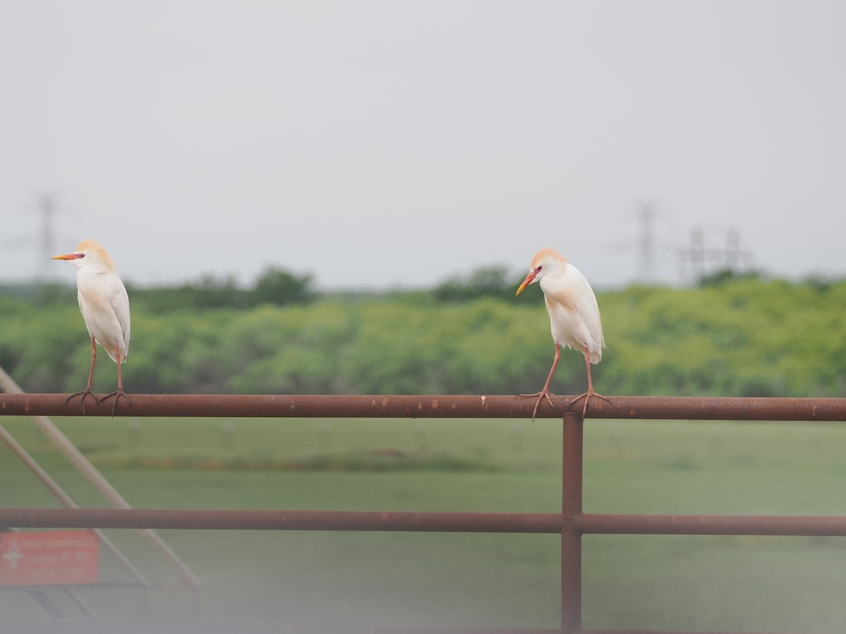 Western Cattle Egret - Debra Halter