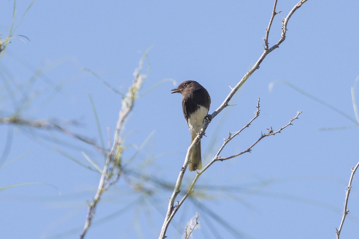 Black Phoebe - Kenny Younger