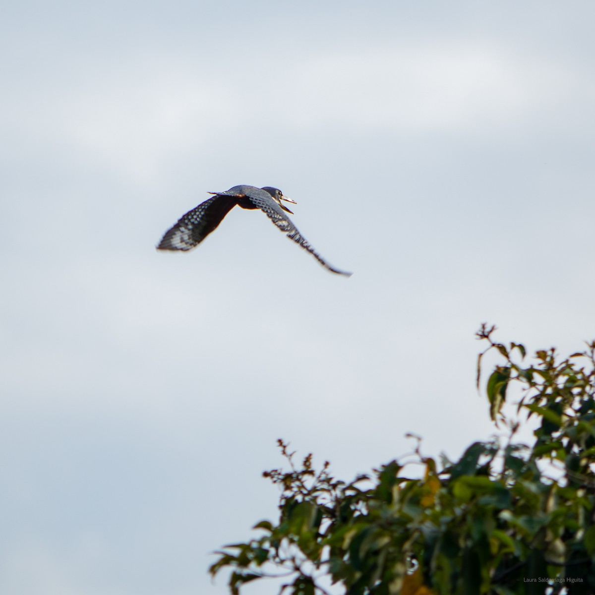 Ringed Kingfisher - La Juanita Casa Hotel Ecológico