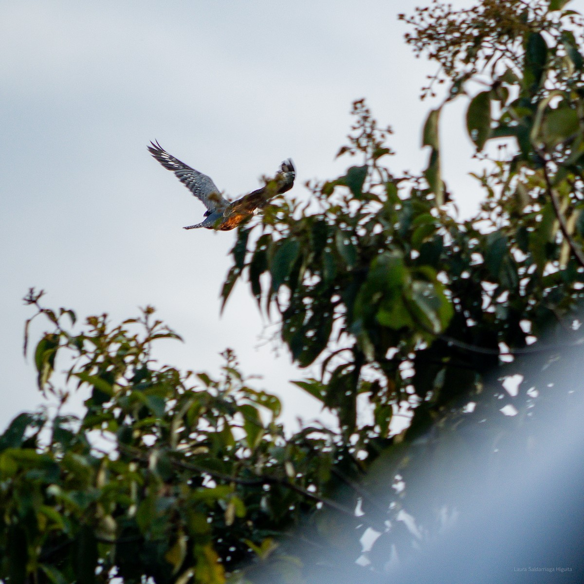 Ringed Kingfisher - La Juanita Casa Hotel Ecológico