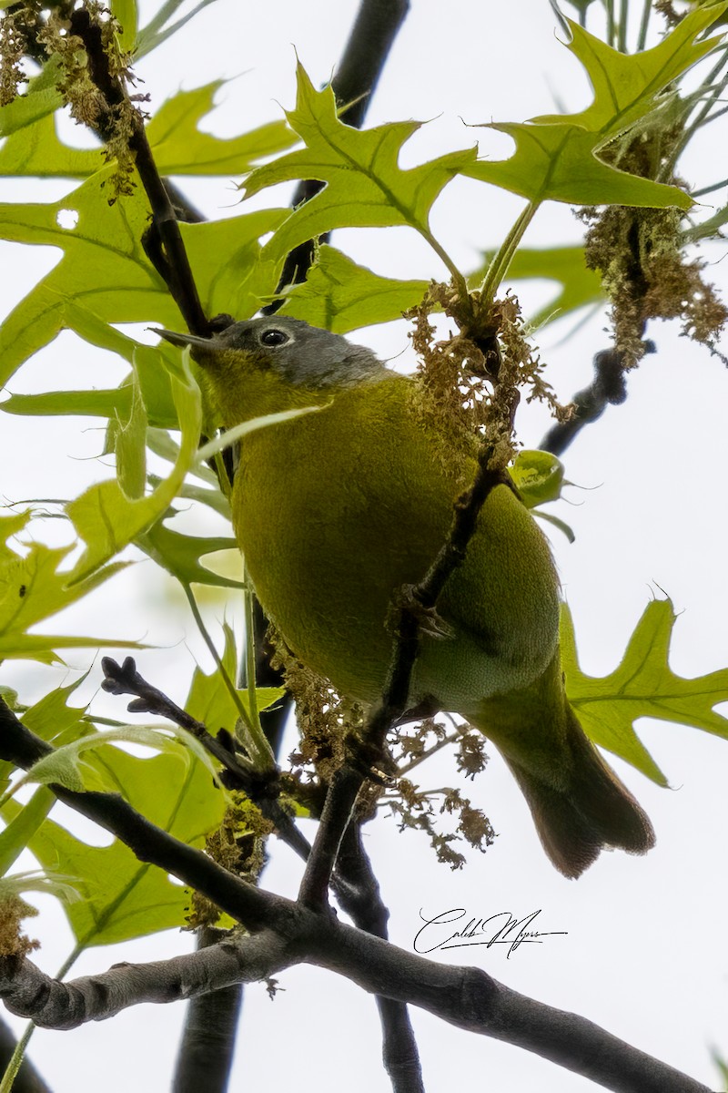 Nashville Warbler - Caleb Myers