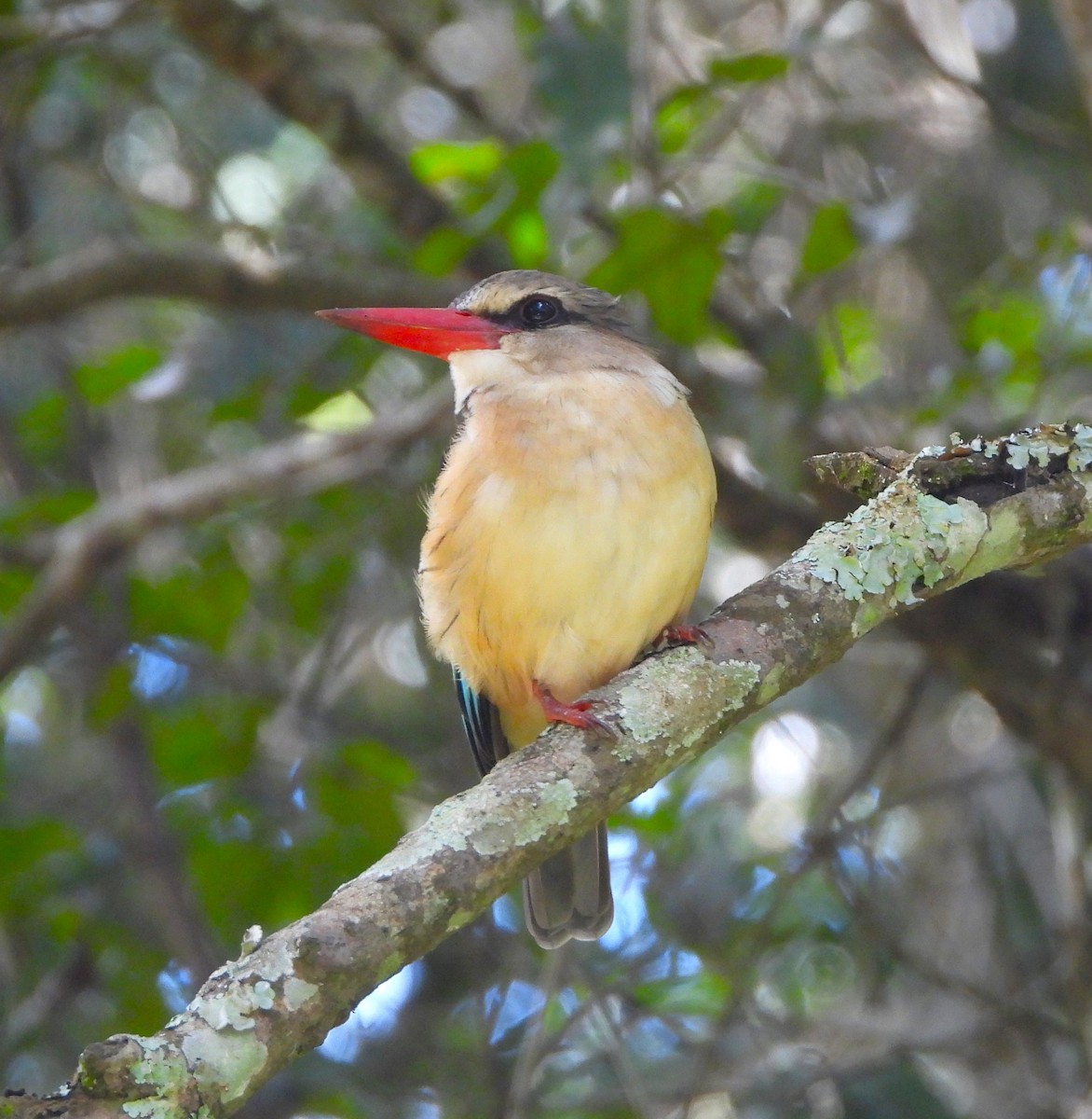 Gray-headed Kingfisher - Lynn Scarlett