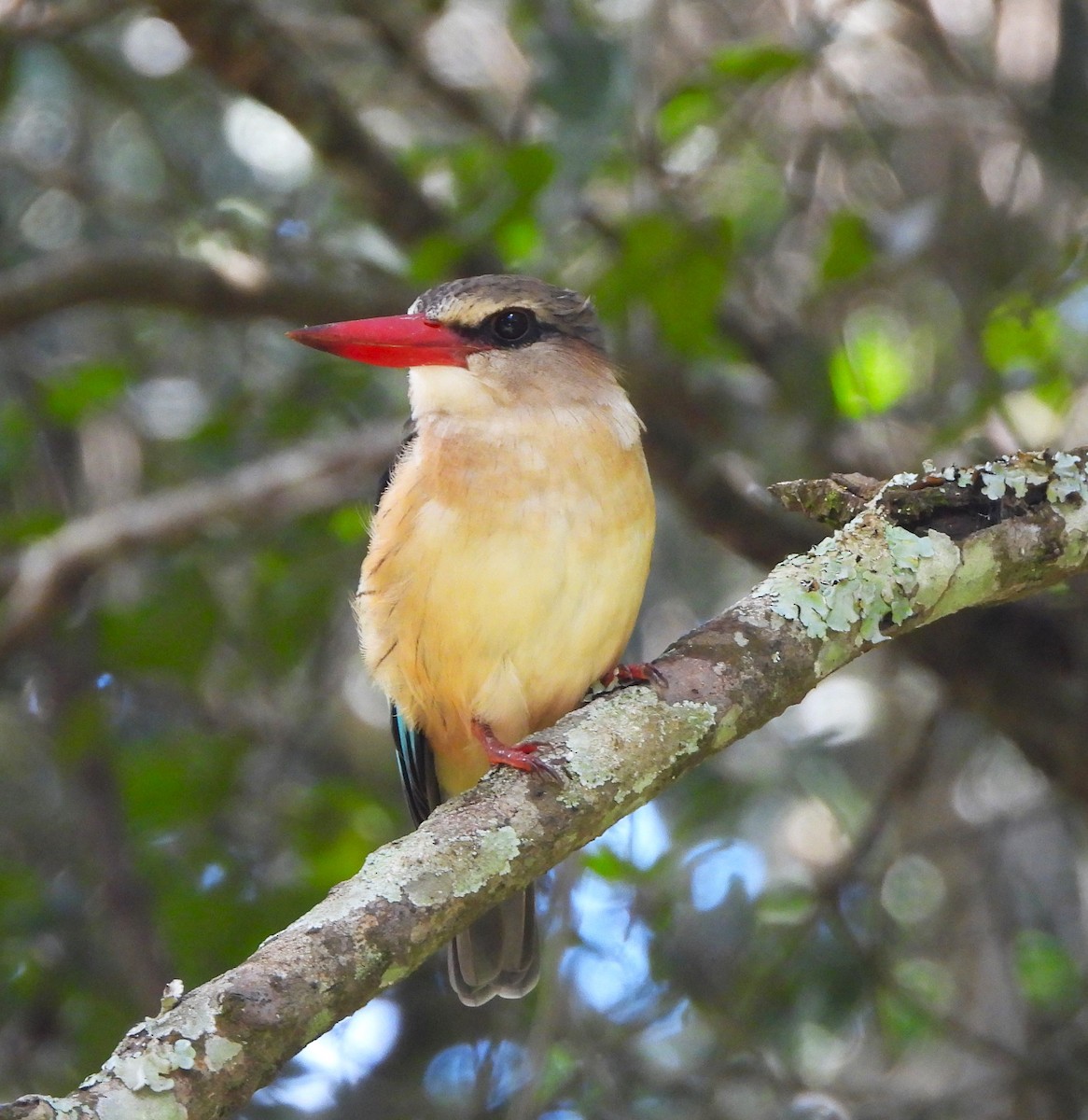 Gray-headed Kingfisher - Lynn Scarlett