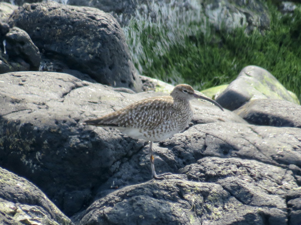 Whimbrel - Sally Bergquist