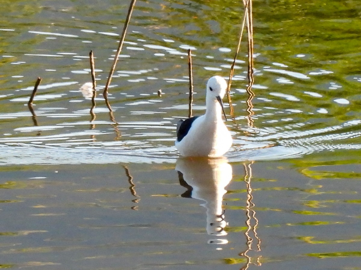 Échasse blanche - ML618912176