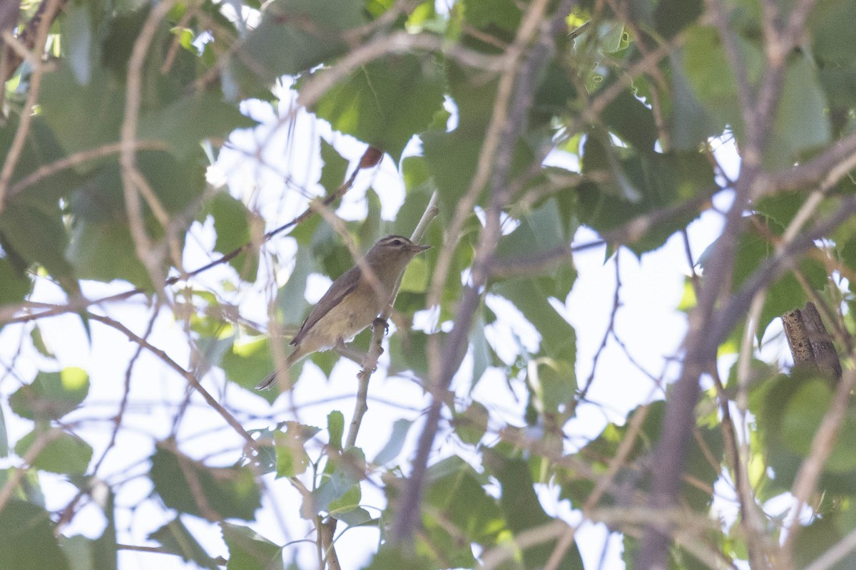 Bell's Vireo - Kenny Younger