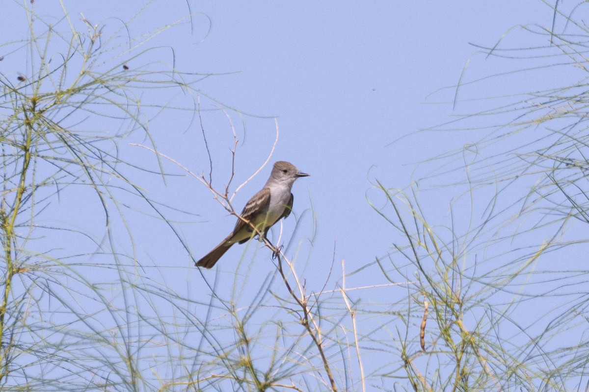 Ash-throated Flycatcher - Kenny Younger