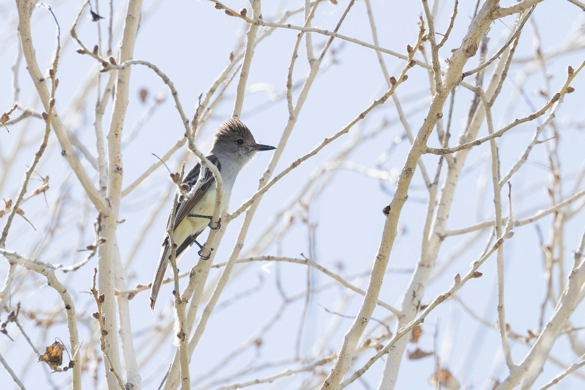 Ash-throated Flycatcher - Kenny Younger