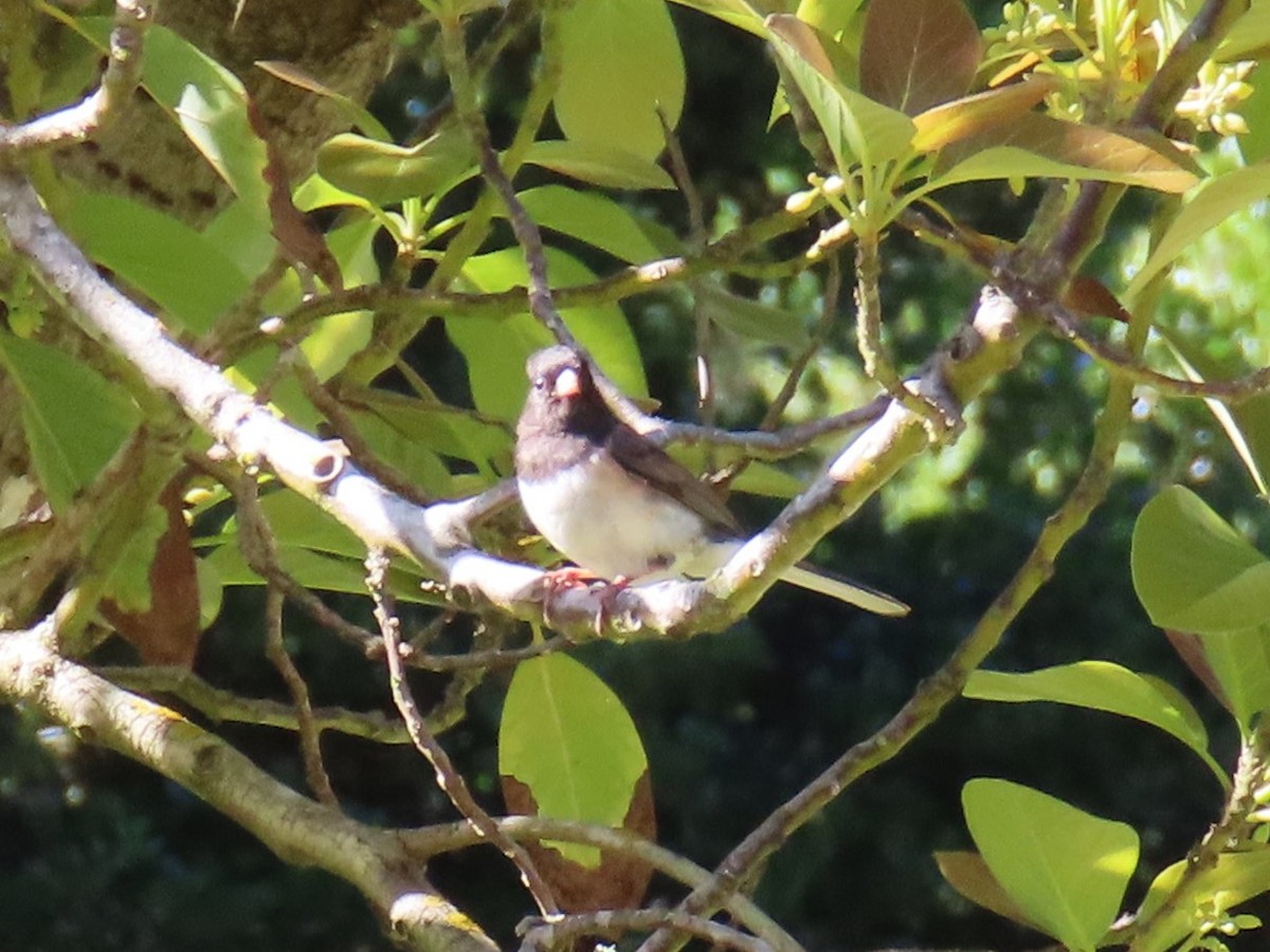 Dark-eyed Junco - Gayle Dangers-Meusel