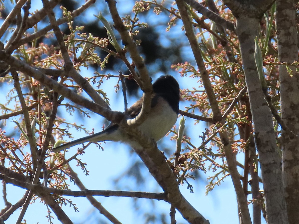 Dark-eyed Junco - Gayle Dangers-Meusel