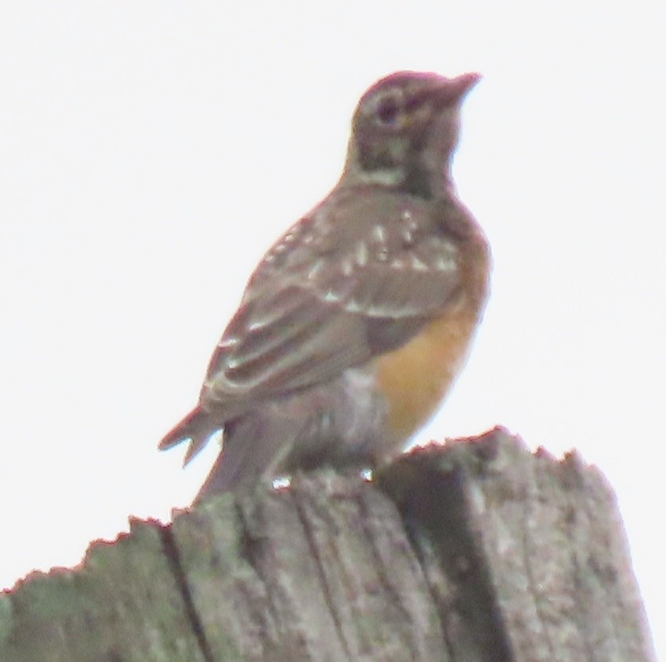 American Robin - Bill Wright_cc