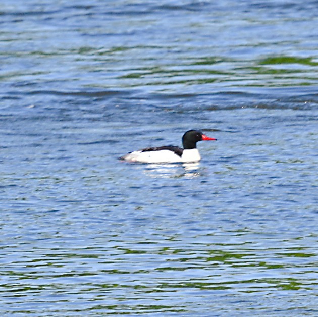 Common Merganser - Frank Wang