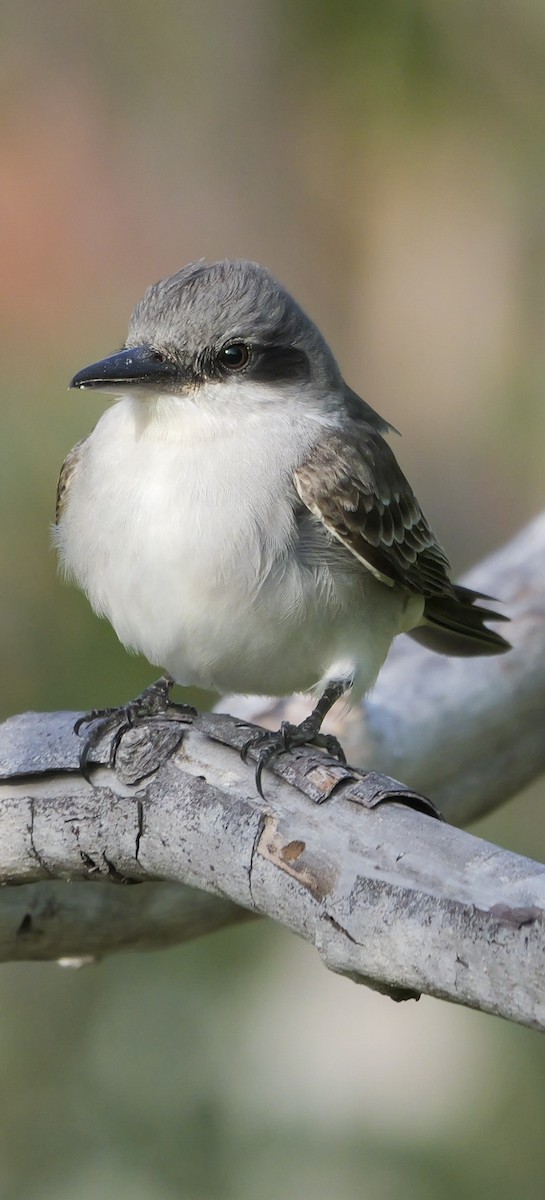 Gray Kingbird - Roger Horn