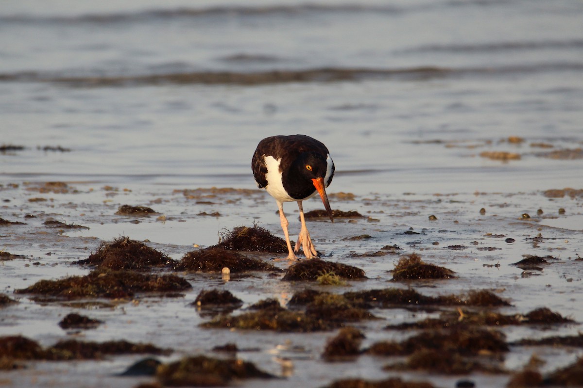 American Oystercatcher - ML618912242