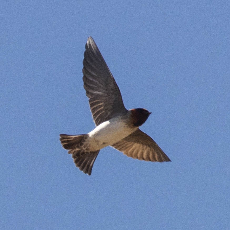 Cliff Swallow - Kenny Younger