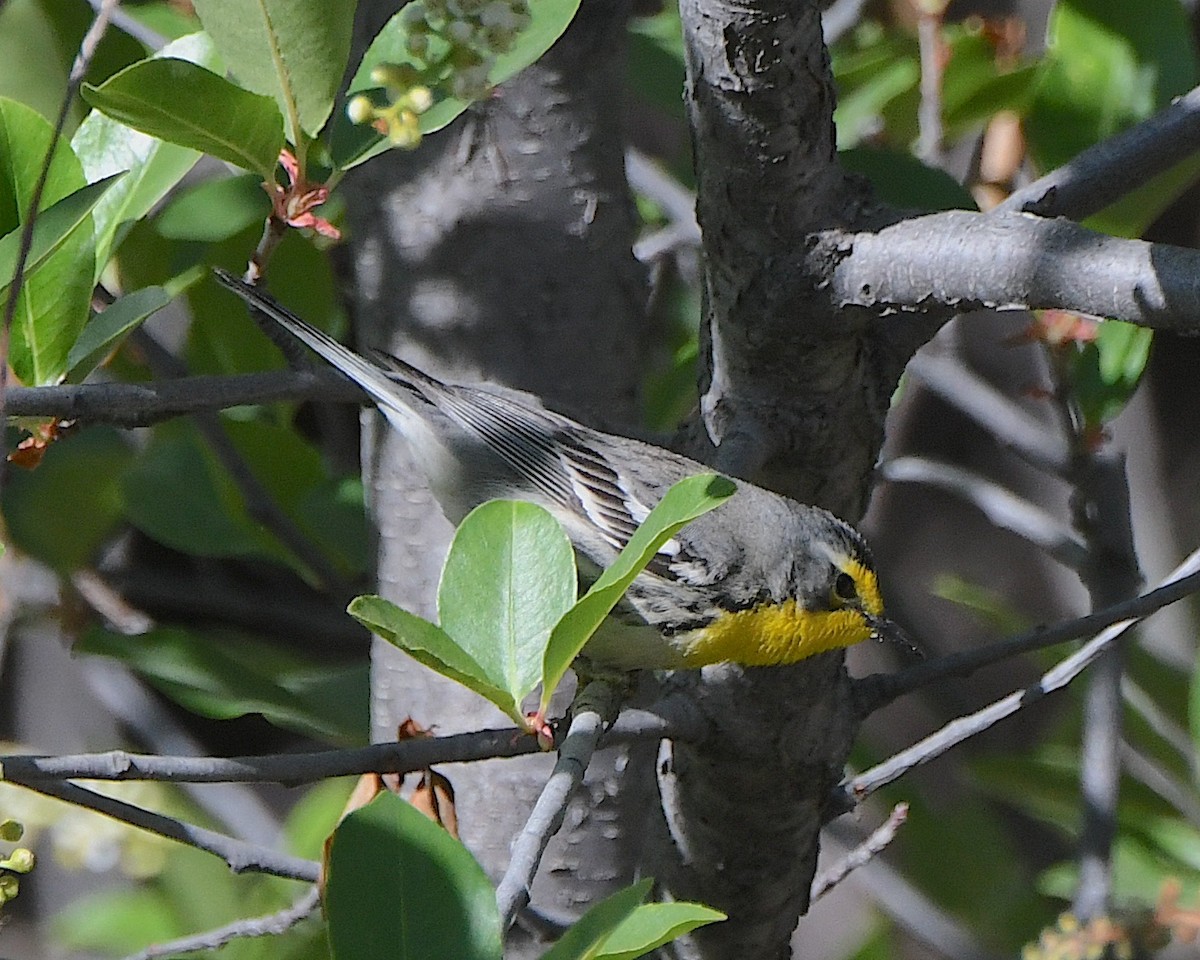 Grace's Warbler - Ted Wolff