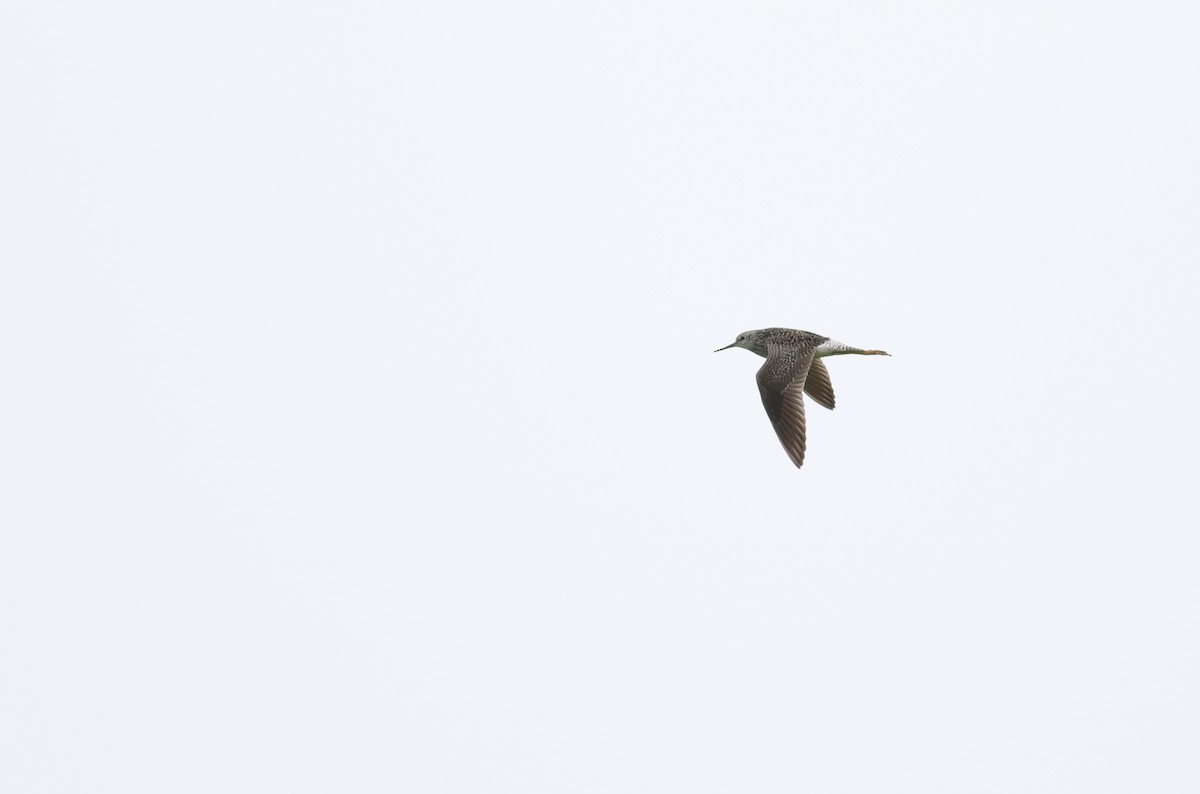 Lesser Yellowlegs - ML618912306