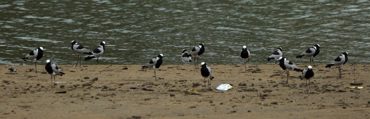 Blacksmith Lapwing - Mike Pennington