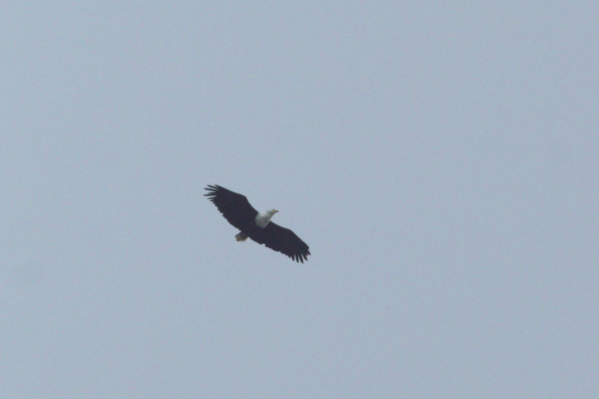 African Fish-Eagle - Mike Pennington