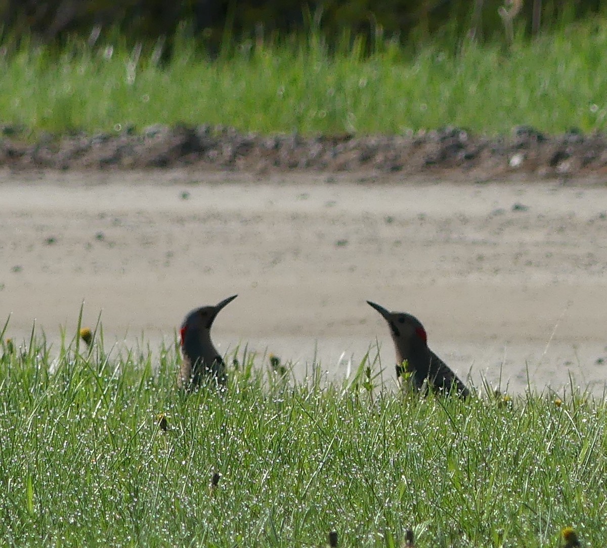 Northern Flicker - ML618912350