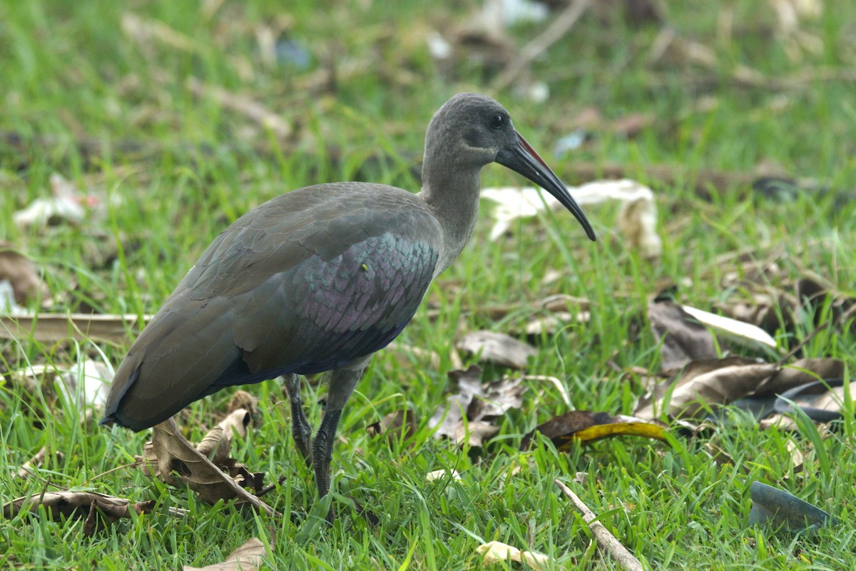 Hadada Ibis - Mike Pennington