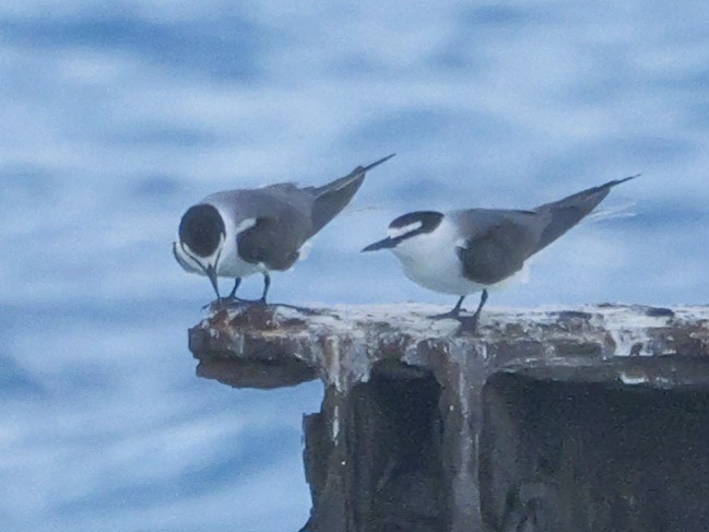 Bridled Tern - Roger Horn